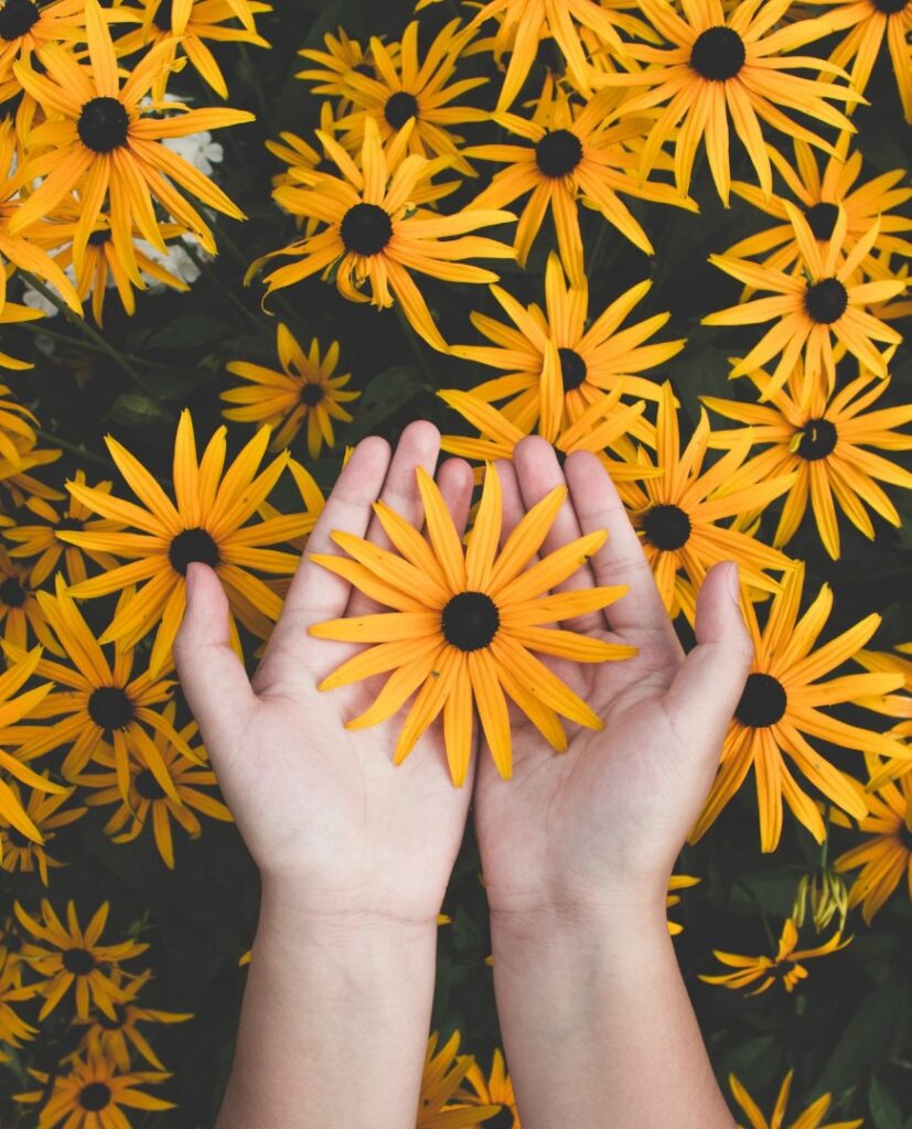 黄色い花の写真