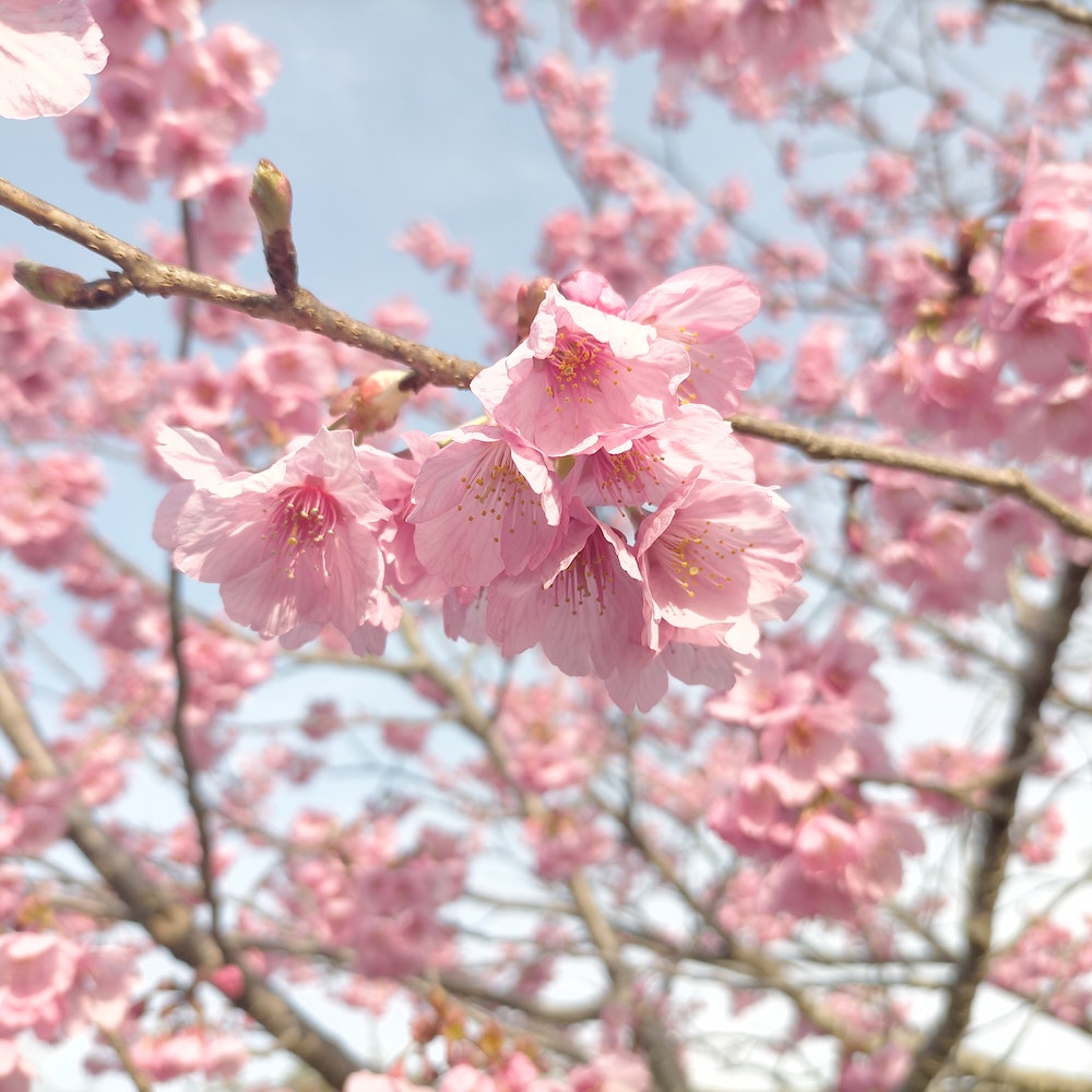 桜の写真